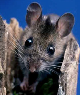 House mouse