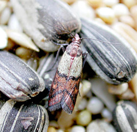 Grain Moth and Indian Meal Moth - Northeastern IPM Center