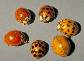 Asian lady beetle showing color variation