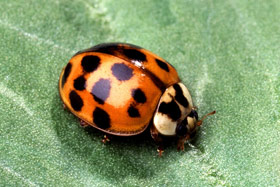 Asian lady beetle adult