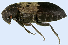 Larder beetle