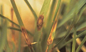 Leaf spot symptoms on Kentucky bluegrass