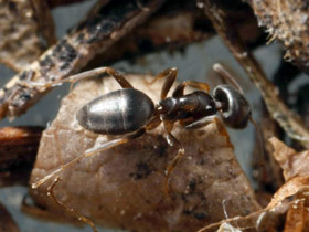 Odorous house ant