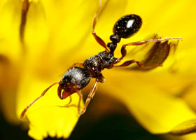 Pavement ant