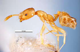 Pharaoh ant