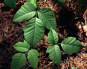 Poison ivy foliage