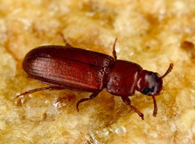 Red flour beetle