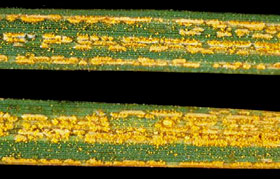 Rust on Kentucky bluegrass