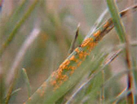 Rust on perennial ryegrass