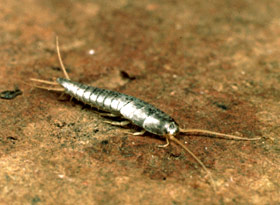 Silverfish