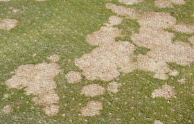 Snow mold