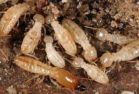 Eastern subterranean termites, soldiers and workers