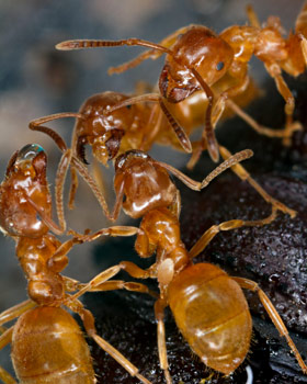 Turfgrass ants