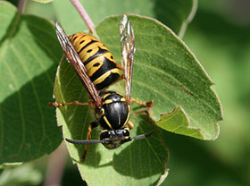 Aerial yellowjacket