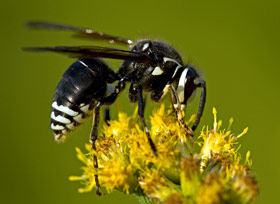 Baldfaced hornet