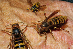 European hornet