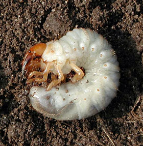 White Grub Control, White Grubs in the Garden