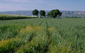 Yellow nutsedge in the landscape