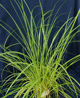 Yellow nutsedge plant