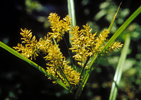 yellow nutsedge flowers