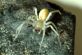 Yellow sac spider