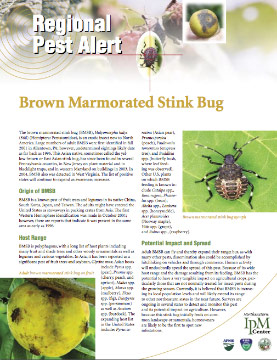 Brown Marmorated Stink Bug