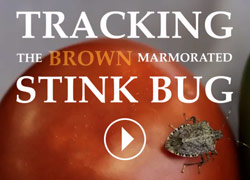 Tracking the Brown Marmorated Stink Bug