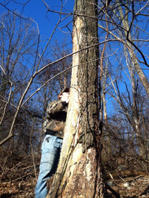 In the woods, a researcher inspects a dead, standing tree for BMSB.