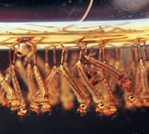 Mosquito larvae