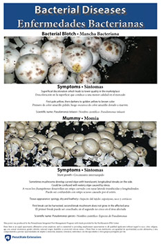 Bacterial Diseases in Mushroom: Identification and Prevention Tips
