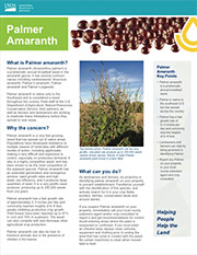 Palmer Amaranth Factsheet