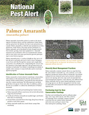 Palmer Amaranth Pest Alert