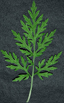 Common ragweed