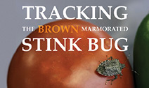 Tracking the Brown Marmorated Stink Bug