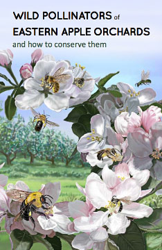Wild Pollinators of Eastern Apple Orchards and How to Conserve Them