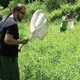 New York Commissions Study Supporting Pollinator Conservation, Management