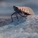 Center Supports Fight Against Spotted Lanternfly