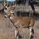 Ideas for Your Nuisance Deer Conservation Program