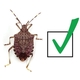 Brown Marmorated Stink Bug Management Survey for Commercial Producers