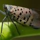 Spotted Lanternfly, an Invasive Pest Threatening Grapes and Other Crops, Found in Ithaca, NY