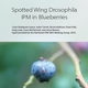 Spotted Wing Drosophila IPM in Blueberries