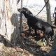 Opal searches the forest for BMSB