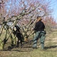 Opal searches for BMSB in the orchard