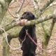 Opal checks high spots in the orchard for BMSB