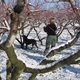 Opal detects BMSB in the snowy orchard