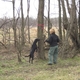 Opal searches the hedge line for BMSB