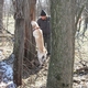 Tig's first BMSB forest find