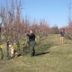 Tig searches for BMSB in the orchard