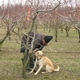 Tig's orchard search