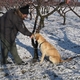 Tig detects BMSB in the snowy orchard